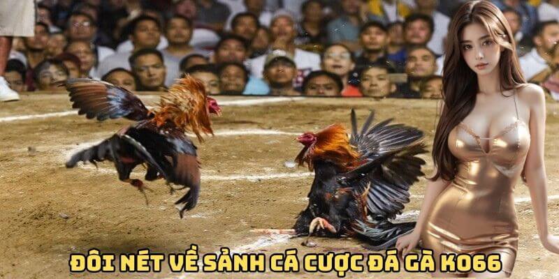 Đôi nét về sảnh cá cược đá gà Ko66 Đôi nét về sảnh cá cược đá gà Ko66