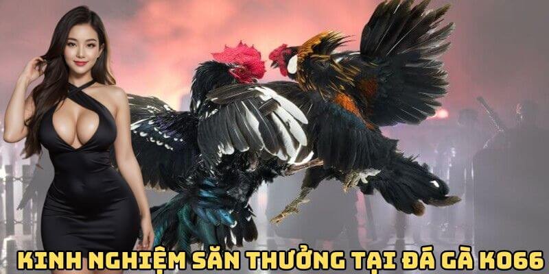 Kinh nghiệm săn thưởng khủng tại sảnh đá gà KO66 Kinh nghiệm săn thưởng khủng tại sảnh đá gà KO66